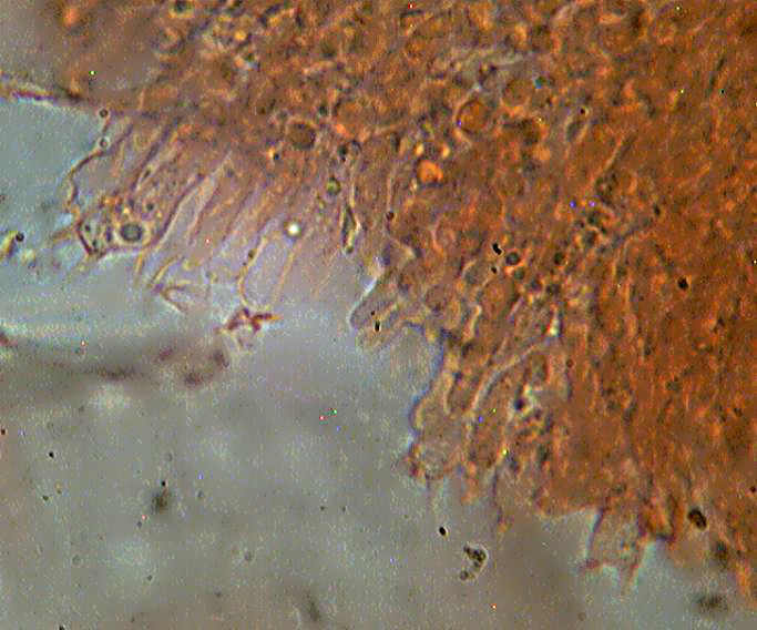 Mycoacia uda